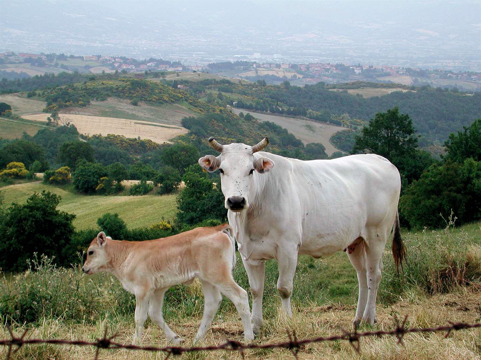 Weiße Chianina-Kuh mit Kalb auf der Weide in der Toskana